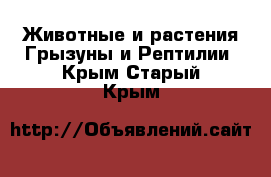 Животные и растения Грызуны и Рептилии. Крым,Старый Крым